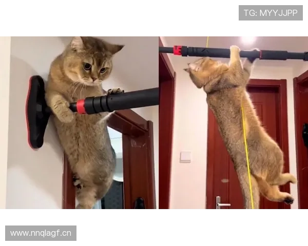 掌敏洁家的猫都比你自律